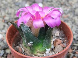 Ariocarpus bravoanus El Ňuňez pot 5,5 cm - 12410935