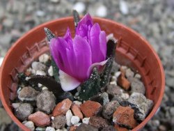 Ariocarpus bravoanus El Ňuňez pot 5,5 cm