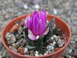 Ariocarpus bravoanus El Ňuňez pot 5,5 cm - 12410937