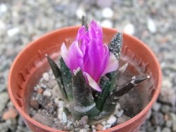 Ariocarpus bravoanus El Ňuňez pot 5,5 cm - 12410939