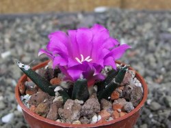 Ariocarpus agavoides pot 5,5 cm cites IA