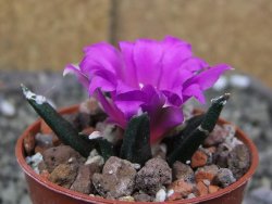 Ariocarpus agavoides pot 5,5 cm cites IA - 12410944