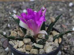 Ariocarpus agavoides pot 5,5 cm cites IA - 12410946