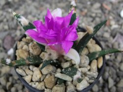 Ariocarpus agavoides pot 5,5 cm cites IA - 12410948