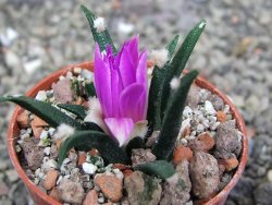 Ariocarpus agavoides pot 5,5 cm cites IA