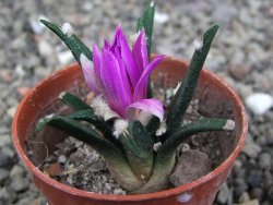 Ariocarpus agavoides pot 5,5 cm cites IA - 12410953