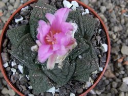 Ariocarpus fissuratus Cuatro Cienegas pot 6,5 cm