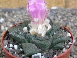 Ariocarpus fissuratus Cuatro Cienegas pot 6,5 cm - 12410963