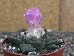 Ariocarpus fissuratus Cuatro Cienegas pot 6,5 cm - 12410964