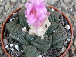 Ariocarpus fissuratus Cuatro Cienegas pot 6,5 cm - 12410965