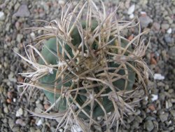 Gymnocalycium cardenasianum JO 193 pot 7 cm - 12410967