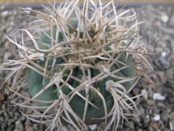Gymnocalycium cardenasianum JO 193 pot 7 cm