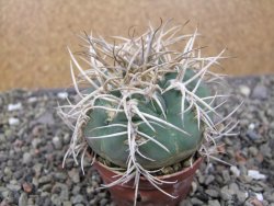 Gymnocalycium cardenasianum JO 193 pot 7 cm - 12410971