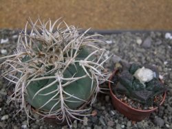 Gymnocalycium cardenasianum JO 193 pot 7 cm - 12410972