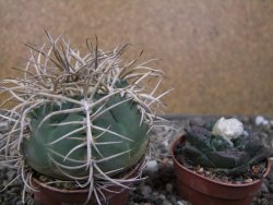 Gymnocalycium cardenasianum JO 193 pot 7 cm - 12410973