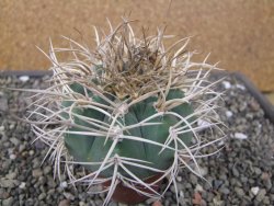Gymnocalycium cardenasianum JO 193 pot 7 cm - 12410983