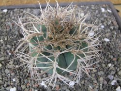 Gymnocalycium cardenasianum JO 193 pot 7 cm - 12410984