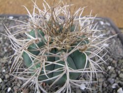 Gymnocalycium cardenasianum JO 193 pot 7 cm