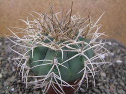 Gymnocalycium cardenasianum JO 193 pot 7 cm - 12410987