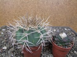 Gymnocalycium cardenasianum JO 193 pot 7 cm - 12410988
