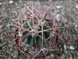 Echinocactus parryi Ciudad Juarez, pot 6,5 cm - 12410991