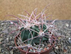 Echinocactus parryi Ciudad Juarez, pot 6,5 cm - 12410993
