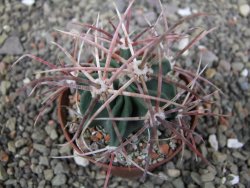 Echinocactus parryi Ciudad Juarez, pot 6,5 cm