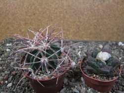 Echinocactus parryi Ciudad Juarez, pot 6,5 cm - 12410996