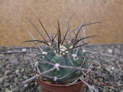 Gymnocalycium armatum LH1431 Pajcho centro, Tarija, pot 5,5 cm