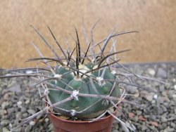 Gymnocalycium armatum LH1431 Pajcho centro, Tarija, pot 5,5 cm - 12411006