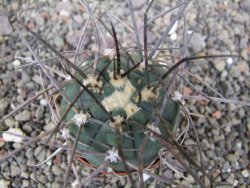 Gymnocalycium armatum LH1431 Pajcho centro, Tarija, pot 5,5 cm - 12411007