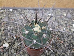 Gymnocalycium armatum LH1431 Pajcho centro, Tarija, pot 5,5 cm - 12411008