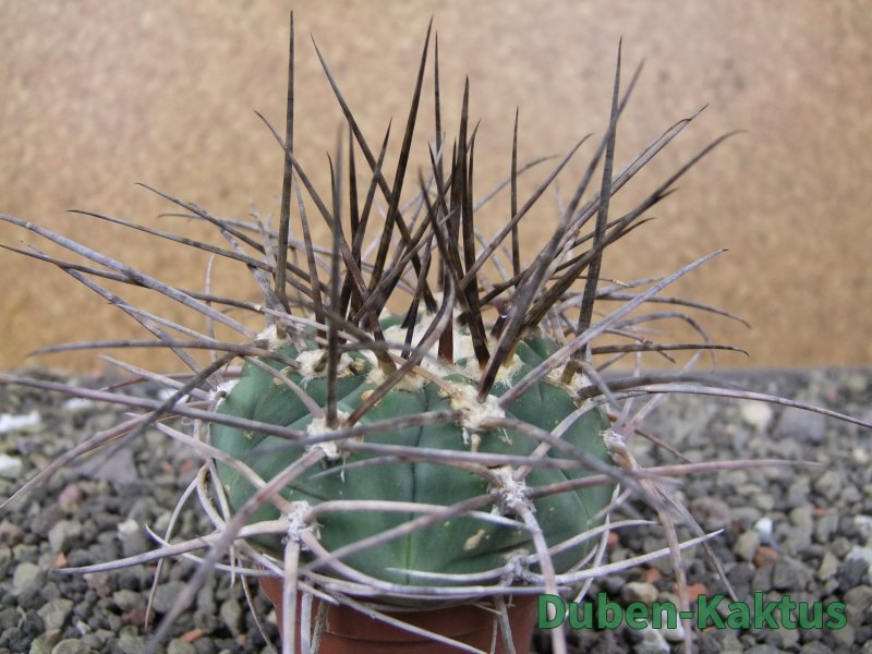 Gymnocalycium armatum LH1431 Pajcho centro, Tarija, pot 5,5 cm
