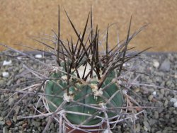 Gymnocalycium armatum LH1431 Pajcho centro, Tarija, pot 5,5 cm - 12411010