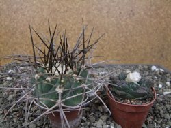 Gymnocalycium armatum LH1431 Pajcho centro, Tarija, pot 5,5 cm - 12411015