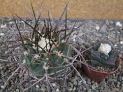 Gymnocalycium armatum LH1431 Pajcho centro, Tarija, pot 5,5 cm - 12411016
