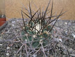 Gymnocalycium armatum LH1431 Pajcho centro, Tarija, pot 5,5 cm - 12411018