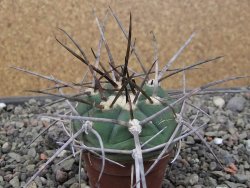 Gymnocalycium armatum LH1431 Pajcho centro, Tarija, pot 5,5 cm
