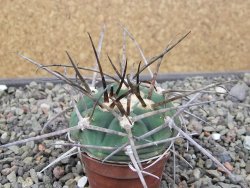 Gymnocalycium armatum LH1431 Pajcho centro, Tarija, pot 5,5 cm - 12411022