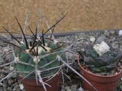 Gymnocalycium armatum LH1431 Pajcho centro, Tarija, pot 5,5 cm - 12411023