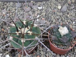 Gymnocalycium armatum LH1431 Pajcho centro, Tarija, pot 5,5 cm - 12411024