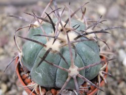 Echinocactus horizonthalonius El Pegueto Icamole pot 5,5 cm