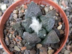 Ariocarpus fissuratus Puertecitos, pot 5,5 cm