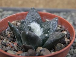 Ariocarpus fissuratus Puertecitos, pot 5,5 cm - 12411047