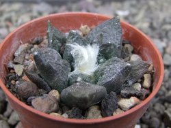 Ariocarpus fissuratus Puertecitos, pot 5,5 cm - 12411048