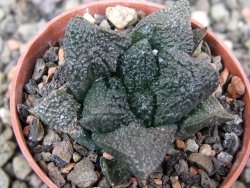 Ariocarpus fissuratus Puertecitos, pot 5,5 cm
