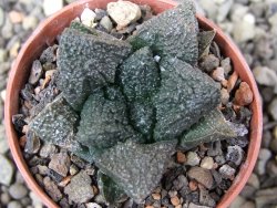 Ariocarpus fissuratus Puertecitos, pot 5,5 cm - 12411051