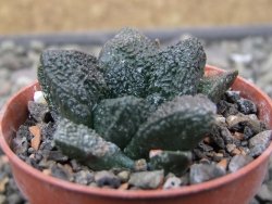Ariocarpus fissuratus Puertecitos, pot 5,5 cm - 12411052