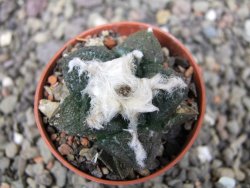 Ariocarpus fissuratus Puertecitos, pot 5,5 cm - 12411055