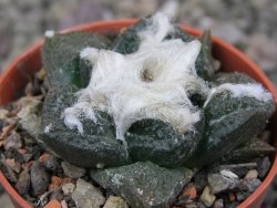 Ariocarpus fissuratus Puertecitos, pot 5,5 cm - 12411058